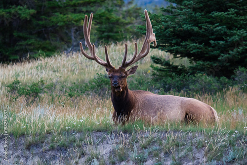 Bull Elk on Tundra in Rocky Mountain National Park