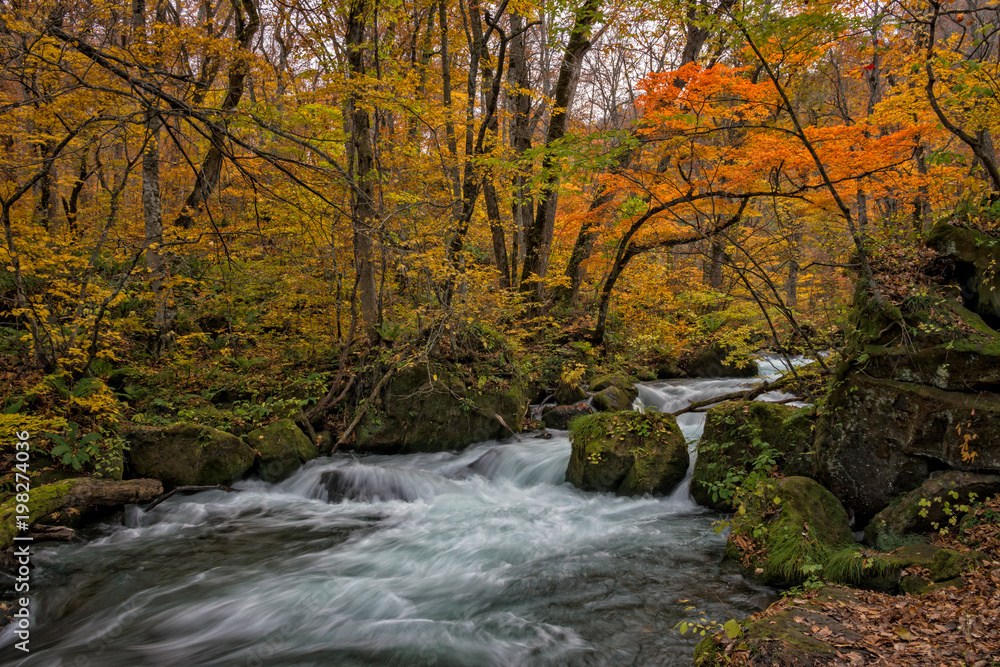 Oirase stream in autumn season.