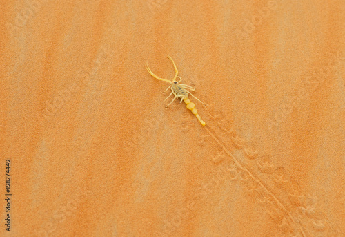 Venomous Arabian Scorpion