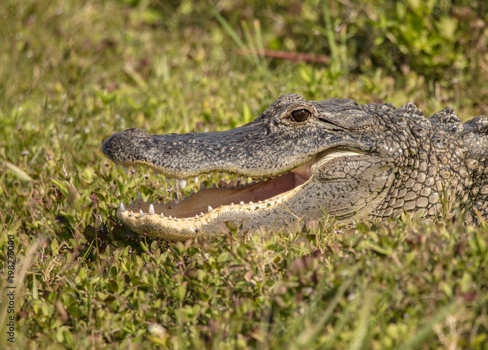 smiling alligator waits for you to cross the path smiling alligator waits for you to cross the path
