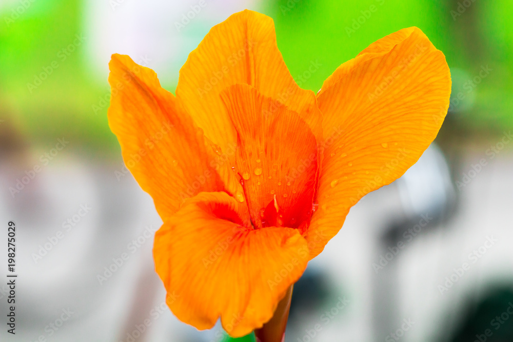 Yellow Canna lilly isolate in spring summer after raining in the morning, technical cost-up.