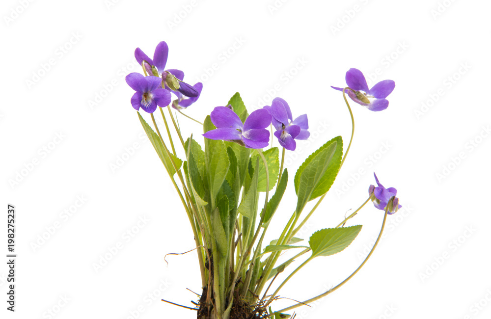 flowers of a forest violet isolated