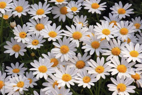 beautiful chamomile white daisy flower © kuarmungadd