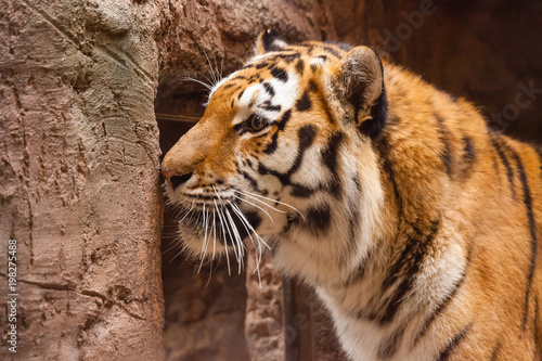 Fototapeta Naklejka Na Ścianę i Meble -  a coloured tiger portrait in a park
