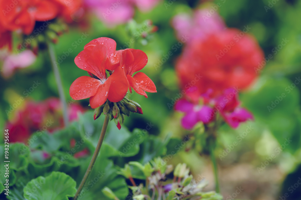 geranium flower blooming at garden