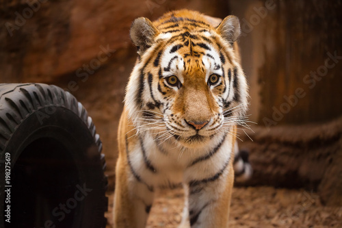 Fototapeta Naklejka Na Ścianę i Meble -  a coloured tiger portrait in a park