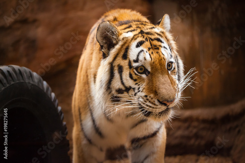 Fototapeta Naklejka Na Ścianę i Meble -  a coloured tiger portrait in a park