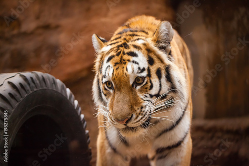 Fototapeta Naklejka Na Ścianę i Meble -  a coloured tiger portrait in a park