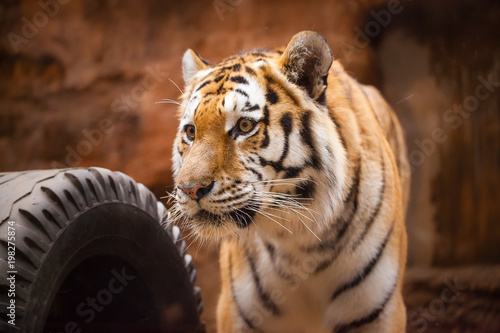 Fototapeta Naklejka Na Ścianę i Meble -  a coloured tiger portrait in a park