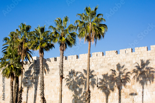 Palm trees in Jerusalem