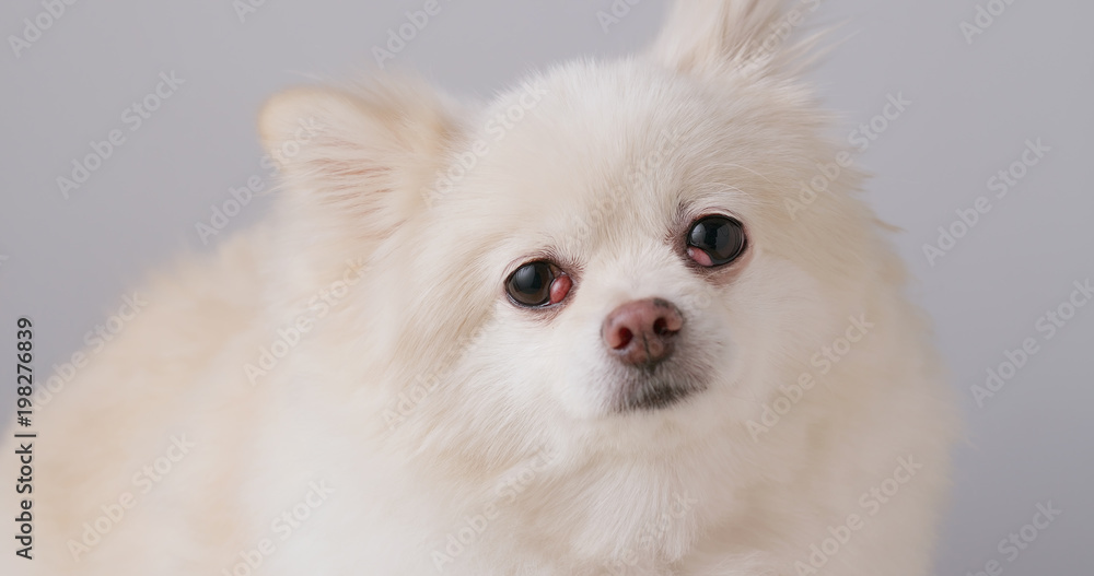 White pomeranian looking at camera White pomeranian looking at camera