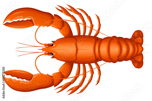 Vector illustration of a lobster, viewed from above. 
