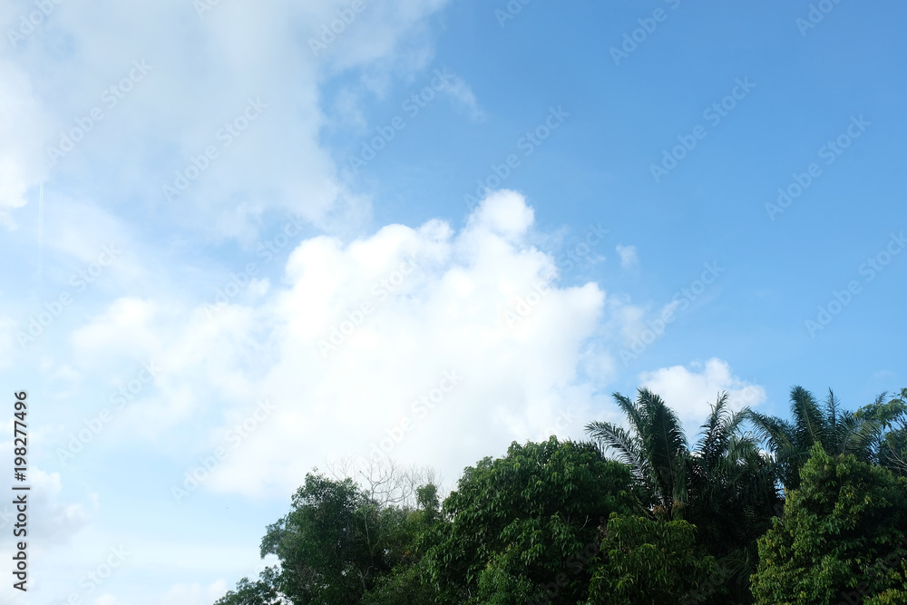 sky scenery in the evening with tree frames sky scenery in the evening with tree frames