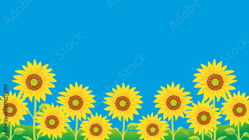 Background of Sunflowers