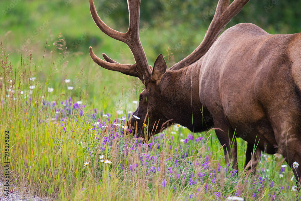 Wild Antlered bull Elk or Wapiti (Cervus canadensis) grazing in the wildgrass and wildflowers, Banff National Park Alberta Canada Wild Antlered bull Elk or Wapiti (Cervus canadensis) grazing in the wildgrass and wildflowers, Banff National Park Alberta Canada