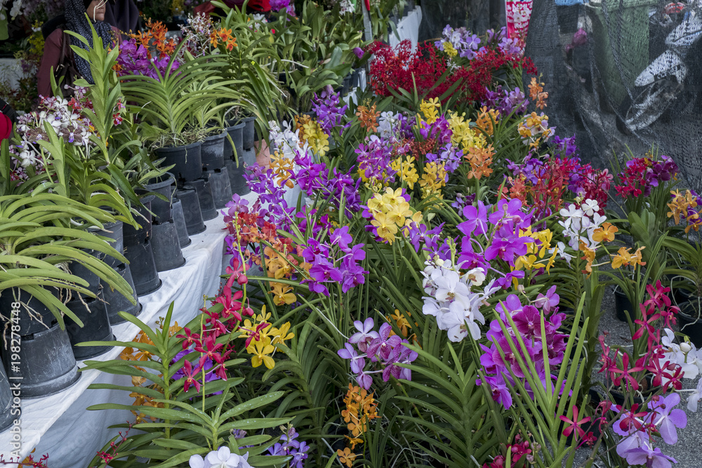 various orchid flowers and colors are available for sale