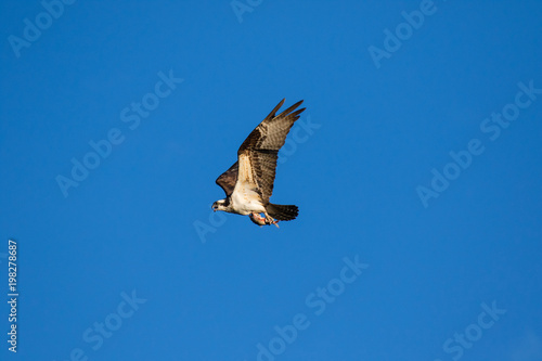 The Osprey (Pandion haliaetus), sometimes known as the sea hawk, fish eagle or fish hawk, is a diurnal, fish-eating bird of prey. Mackenzie river, Northwest territories ( NWT) Canada. photo