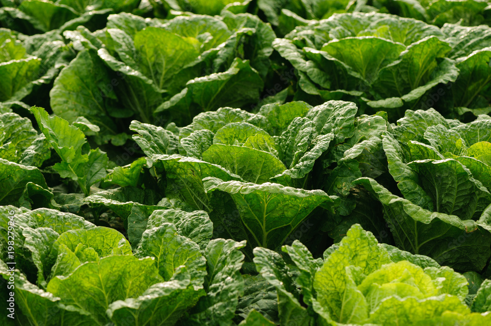 Chinese cabbage crops growing at field Chinese cabbage crops growing at field