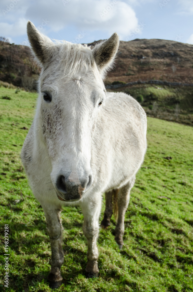 Irish Horse