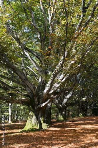 Trees at the Mont Gargan photo