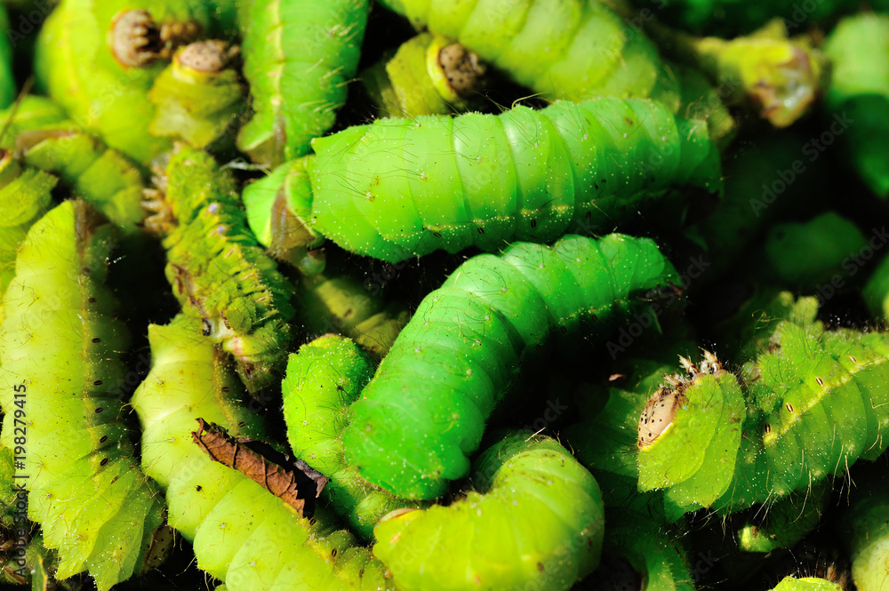 Fototapeta premium Close up view of many green silkworms chinese insects food