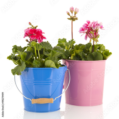 Fototapeta Naklejka Na Ścianę i Meble -  Pelargoniums for the garden