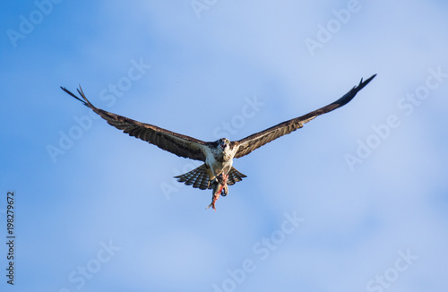 Osprey  Pandion haliaetus  flying with fish in tallons. Mackenzie river  Northwest territories   NWT  Canada