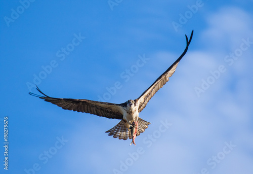 Osprey  Pandion haliaetus  flying with fish in tallons. Mackenzie river  Northwest territories   NWT  Canada