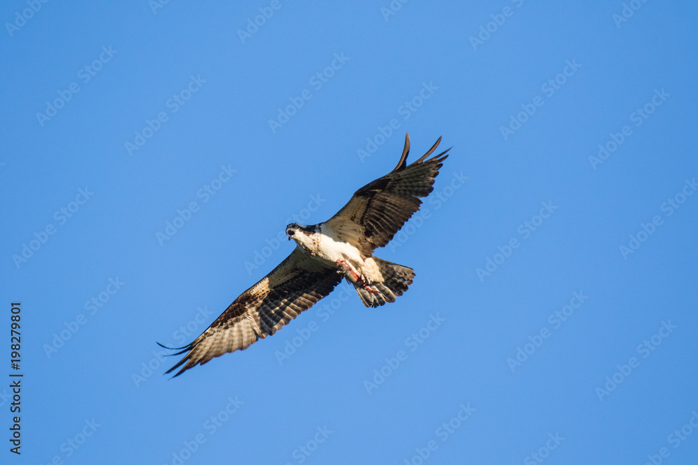 Osprey (Pandion haliaetus) flying with fish in tallons. Mackenzie river, Northwest territories ( NWT) Canada Osprey (Pandion haliaetus) flying with fish in tallons. Mackenzie river, Northwest territories ( NWT) Canada