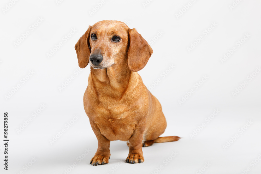 adorable small dog Dachshund