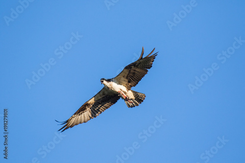 Osprey (Pandion haliaetus) flying with fish in tallons. Mackenzie river, Northwest territories ( NWT) Canada