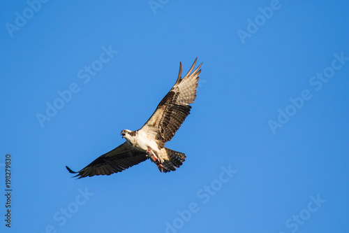 Osprey (Pandion haliaetus) flying with fish in tallons. Mackenzie river, Northwest territories ( NWT) Canada