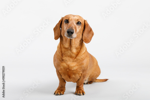 adorable small dog Dachshund © ArtushFoto