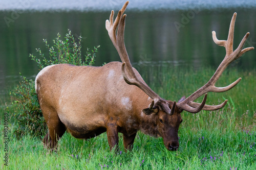 Bull elk feeding in a tall grass. Jasper, Alberta, Canada. photo