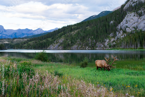 Elk bull with a beautiful blue lake in the background. Banff national park, Alberta, Canada. photo