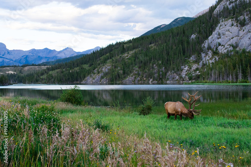 Elk bull with a beautiful blue lake in the background. Banff national park, Alberta, Canada. photo