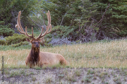 Bull elk with magnificent rack, resting amongst the wild grass in Banff national park, Alberta, Canada