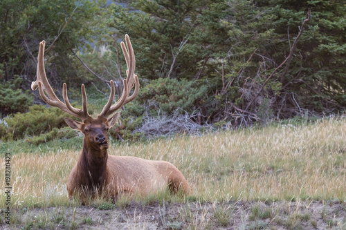 Bull elk with magnificent rack, resting amongst the wild grass in Banff national park, Alberta, Canada