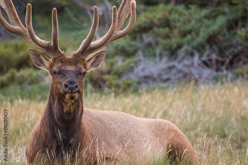 bull elk with magnificent rack, resting amongst the wild grass in Jasper national park, Alberta, Canada. photo