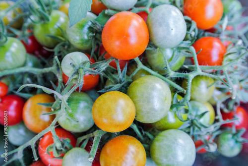 The tomato vegetable of the plant Solanum Lycopersicum that belongs to the nightshade family.