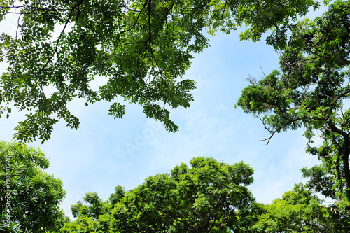 Green leaves background with copy space.