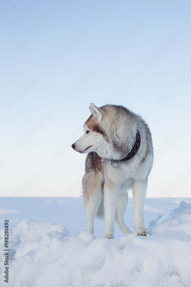 Profile Portrait of gorgeous dog breed siberian husky standing on the ice floe. Free and prideful Husky topdog is relaxing at the frozen sea and snow.