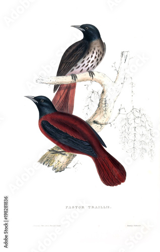 Illustration of a bird photo