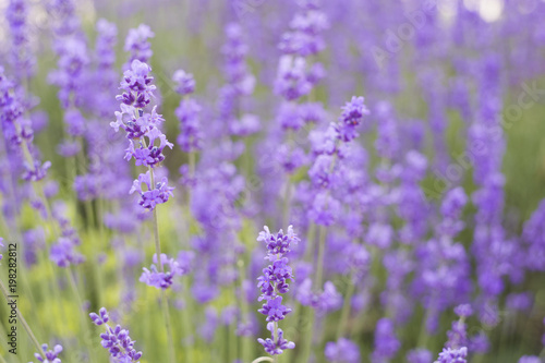 Flowers in the lavender fields in the Provence mountains. © Kotkoa