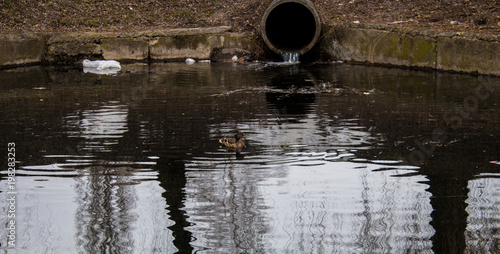 lake with duck photo