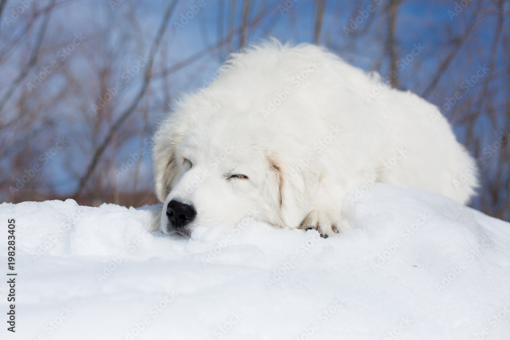 Portrait of gorgeous maremma sheepdog in winter. Close up of big white fluffy dog sleeping on the snow on the blue sky background