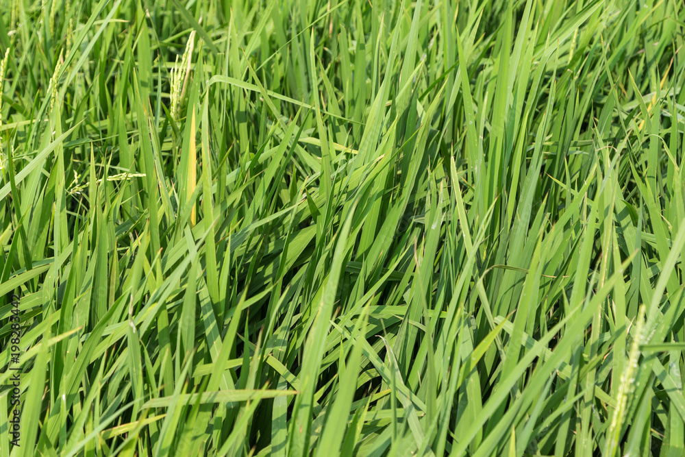 Grüne Reissetzlinge auf einem Feld in Vietnam. Bildhintergrund. Grüne Reissetzlinge auf einem Feld in Vietnam. Bildhintergrund.