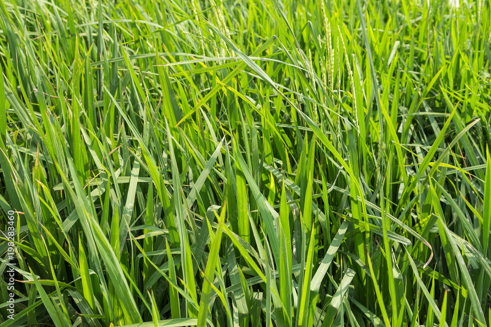 Grüne Reissetzlinge auf einem Feld in Vietnam. Bildhintergrund. Grüne Reissetzlinge auf einem Feld in Vietnam. Bildhintergrund.