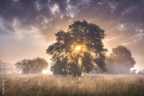 Summer morning landscape of large trees on meadow on sunrise with colorful sky and sun rays through branches of tree. Scenery nature on early morning. Natural rural scene outdoor with cloudy sky.