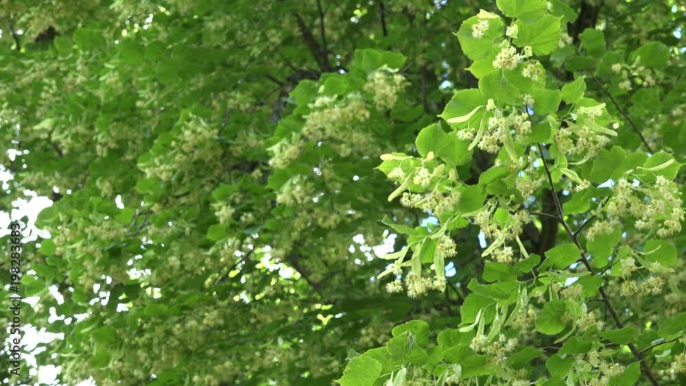 Linden tree branches full of flowers blooms move in wind. 4K Linden tree branches full of flowers blooms move in wind. 4K